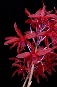 Laeliocatanthe Newberry Lava Burst Diamond Orchids AM/AOS 84 pts.